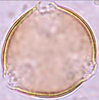 diversifolius